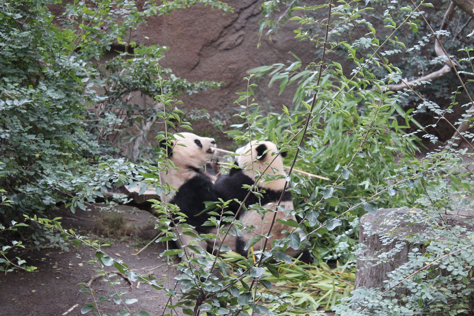 San Diego Zoo Part II 185